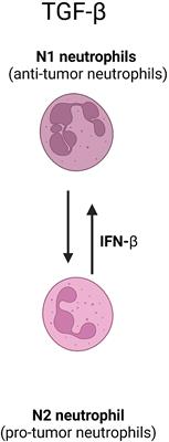 Functional plasticity of neutrophils after low- or high-dose irradiation in cancer treatment – A mini review